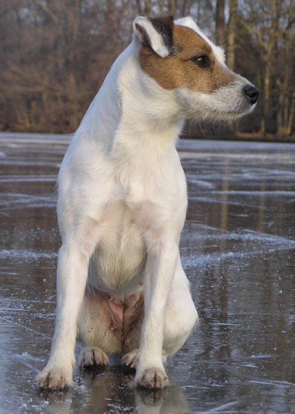 2. Ebi 1 (428 x 600).jpg