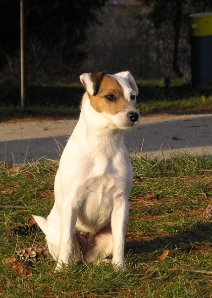 3. Ebi 2 (428 x 600).jpg