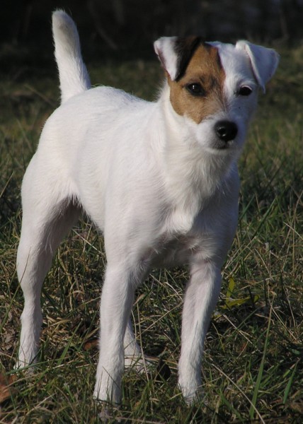 1. Ebi 3 (428 x 600).jpg