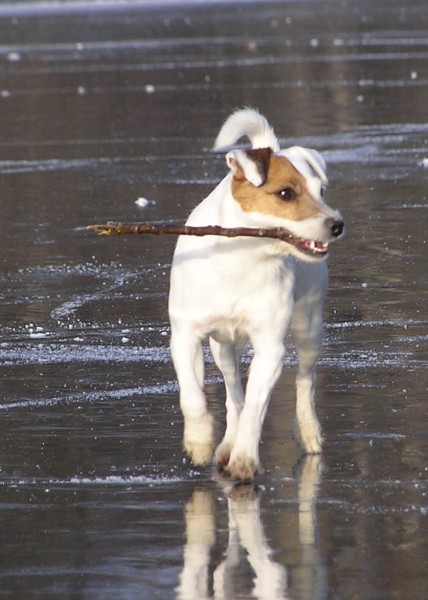 4. Ebi 4 (428 x 600).jpg