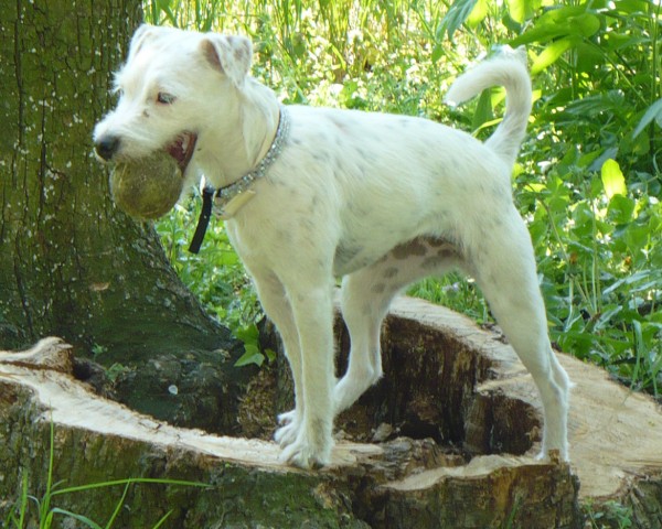 Amalka 1 (600 x 480).jpg