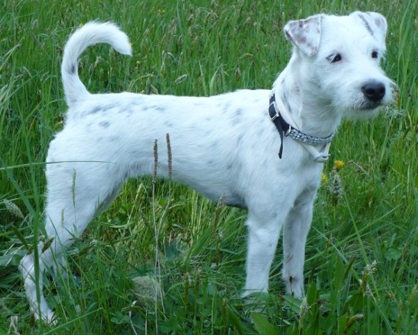 Amalka 2 (600 x 480).jpg