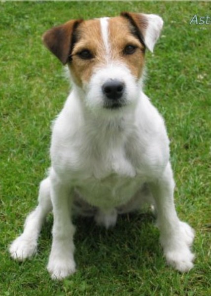 Asterix 2 (428 x 600).jpg