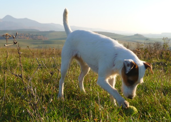 Kostany nT 1 112009 (600 x 429).jpg