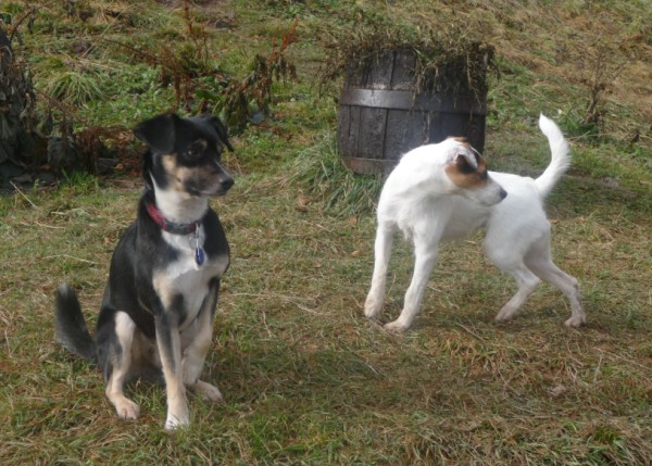 7. Cora a havík z chaty (600 x 429).jpg