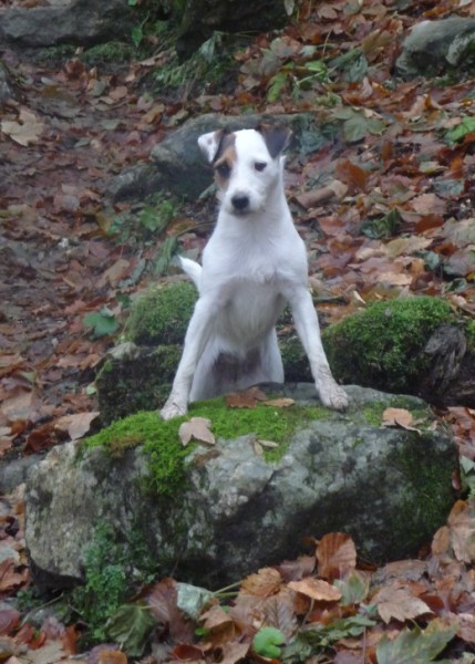 Cora za kecpultom(429 x 600).jpg