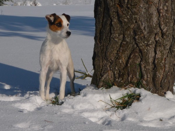 Valcianska dolina 1 (600 x 450).jpg