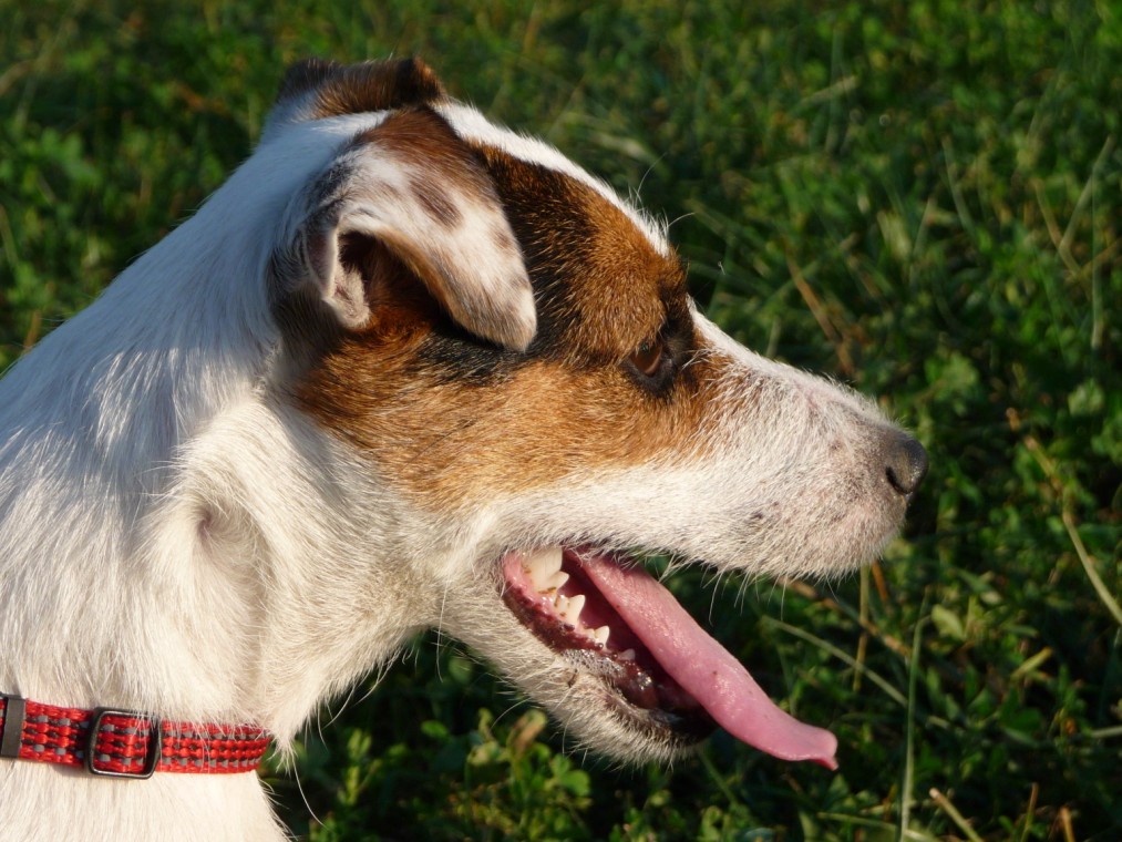 7. foto JuPi 068 (1013 x 760).jpg