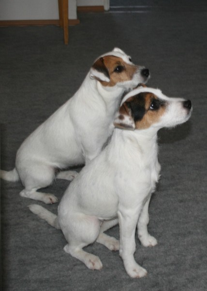 Zima2008 2A (428 x 600).jpg