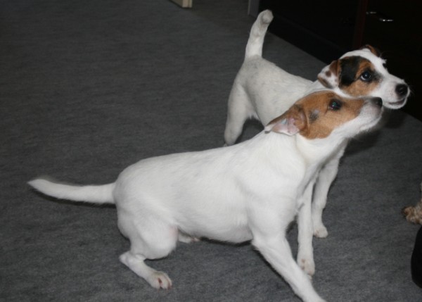 Zima2008 3A (600 x 429).jpg