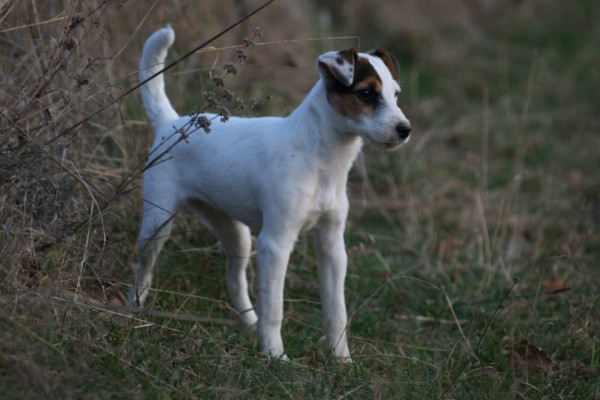 Jesen2008 3A (600 x 400).jpg
