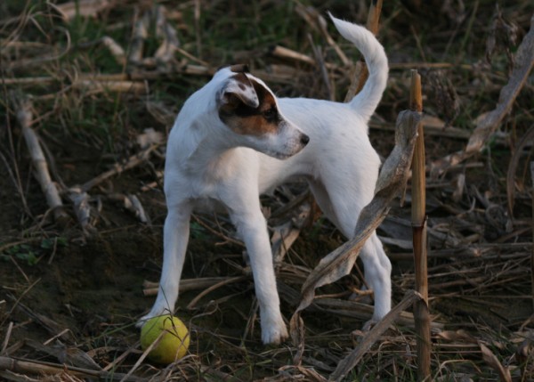 9. Jesen2008 6A (600 x 429).jpg