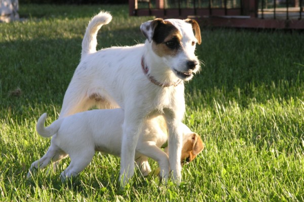 Boogee1 (600 x 400).jpg