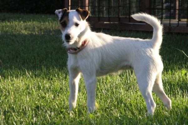 5. Cora u Boogee1 (600 x 400).jpg