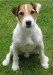 Asterix 2 (428 x 600).jpg