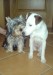 9. S Felinou (428 x 600).jpg