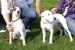 2. Cora a Bob 042010 028A.jpg