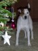 Vianoce 2010 2 (450 x 600).jpg