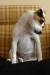 3. Cora 20092009 078A (400 x 600).jpg