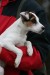 2. Jesen2008 1A (400 x 600).jpg